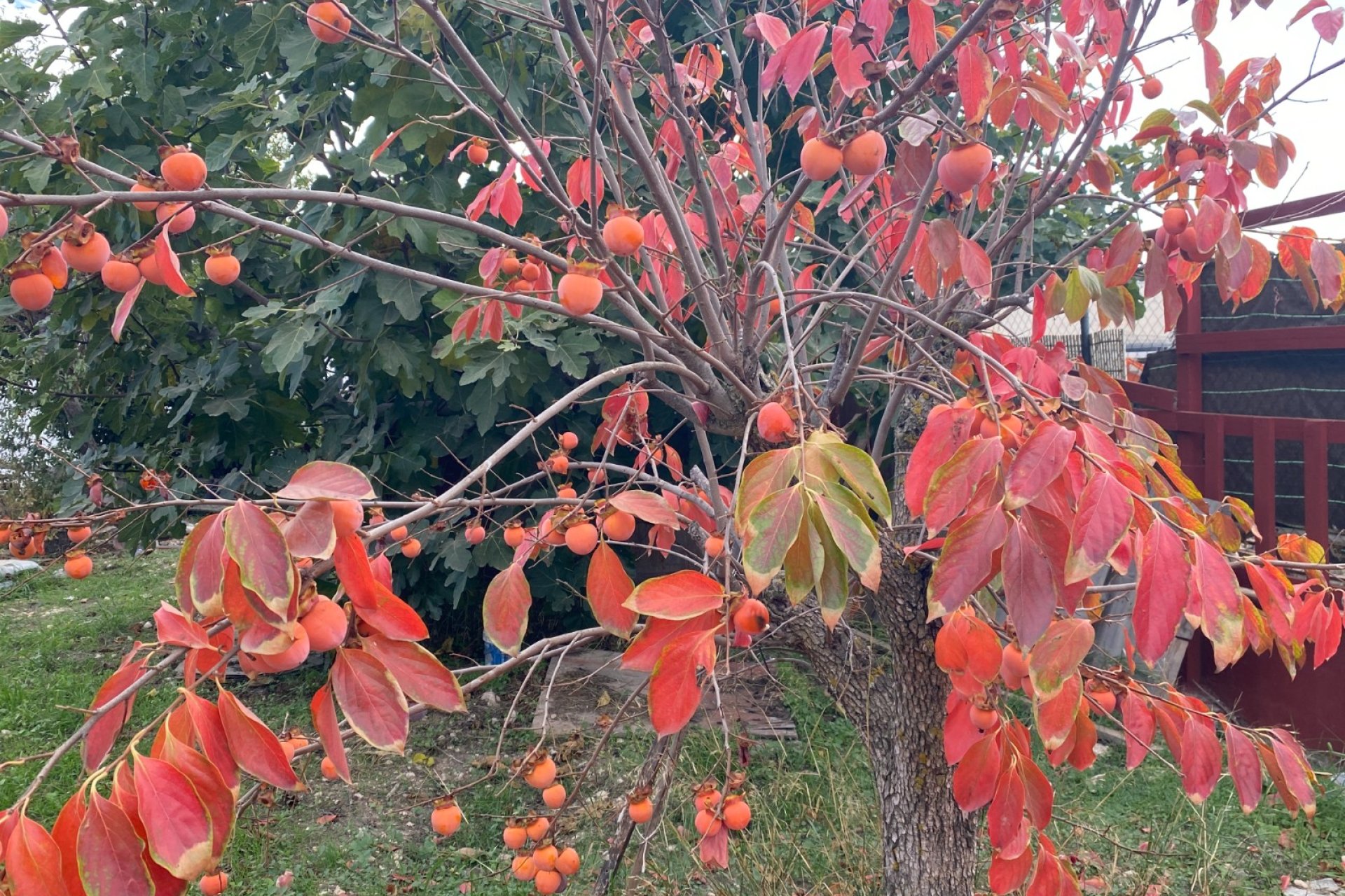 Resale - Country House -
Sax